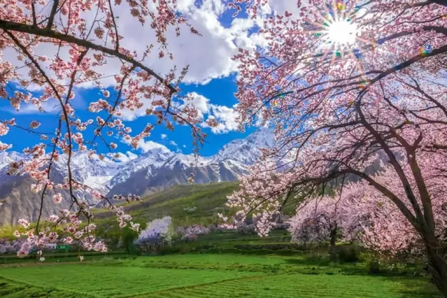 The Beauty Of Hunza’s Cherry Blossoms